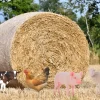 Animal de la ferme décoratif sur pic