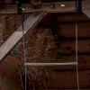 Balançoire pour poules en plastique recyclé