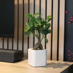 Bonsai ficus elastica pot en céramique 28 cm