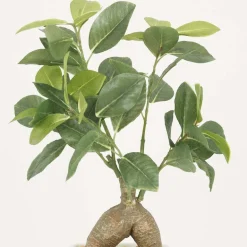 Bonsai ficus elastica pot en céramique 28 cm