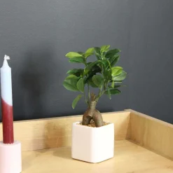 Bonsai ficus elastica pot en céramique 28 cm