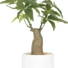 Bonsai pachira pot en céramique 33 cm