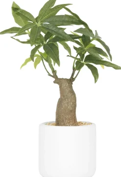 Bonsai pachira pot en céramique 33 cm