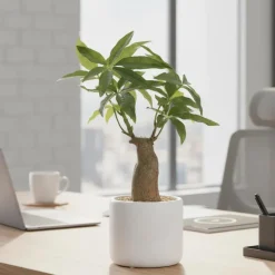 Bonsai pachira pot en céramique 33 cm