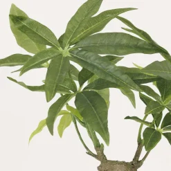Bonsai pachira pot en céramique 33 cm