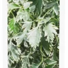 Cadre photo en bois 13 x 18 cm Scroll (Noir)