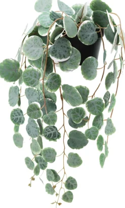Eucalyptus retombant artificiel en pot 40 cm