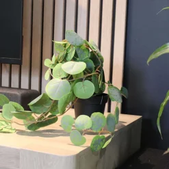 Eucalyptus retombant artificiel en pot 40 cm