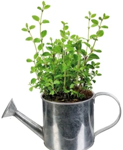 Graines à planter aromates avec arrosoirs (Lot de 2)