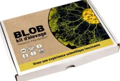 Kit d'élevage Blob Physarum polycephalum