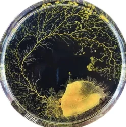 Kit d'élevage Blob Physarum polycephalum