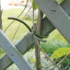 Lien d'attache en PVC pour plantes 60 m