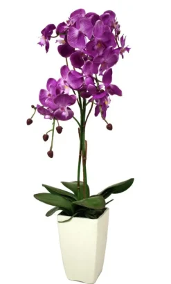Orchidée fuchsia en pot blanc (Fuchsia)
