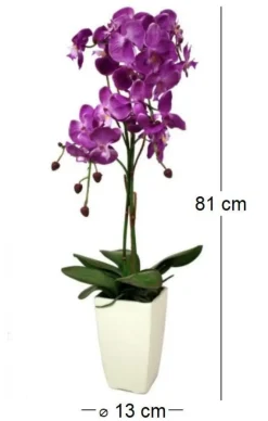 Orchidée fuchsia en pot blanc (Fuchsia)