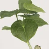 Plante artificielle pot carré blanc mat 26 cm