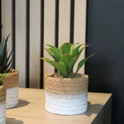 Plante succulente en pot bicolore 8 x 15 cm (Lot de 4)