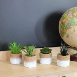 Plante succulente en pot bicolore 8 x 15 cm (Lot de 4)