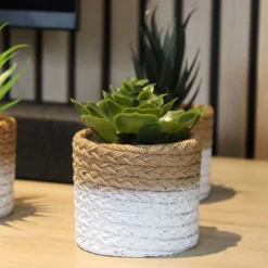 Plante succulente en pot bicolore 8 x 15 cm (Lot de 4)