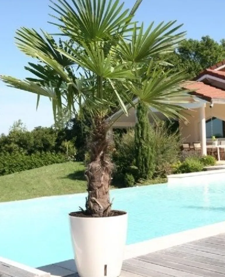 Pot en plastique rond avec réserve d'eau 35 cm Eva (Bleu)