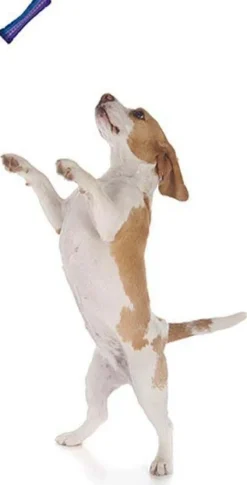 Stick chien en plastique coloré 15 cm