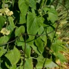 Support à plantes courbé en acier (Lot de 6)