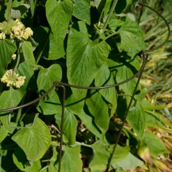 Support à plantes courbé en acier (Lot de 6)