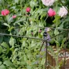 Support à plantes en acier (Lot de 6) (75 cm)
