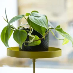Support à plantes rond à fixer hauteur réglable doré (24.6 x 18 cm)