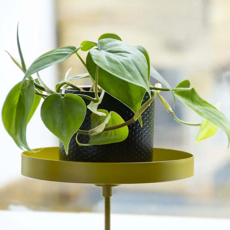 Support à plantes rond à fixer hauteur réglable doré (24.6 x 18 cm)