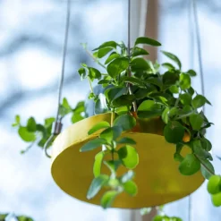 Support à plantes rond à suspendre doré (Diamètre de 14 cm)