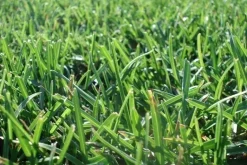 Terreau création et entretien pelouse avec mycorhizes 40 litres