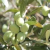 Terreau pour agrumes et plantes méditerranéennes (6 litres)