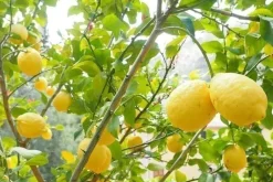 Terreau pour agrumes et plantes méditerranéennes (6 litres)