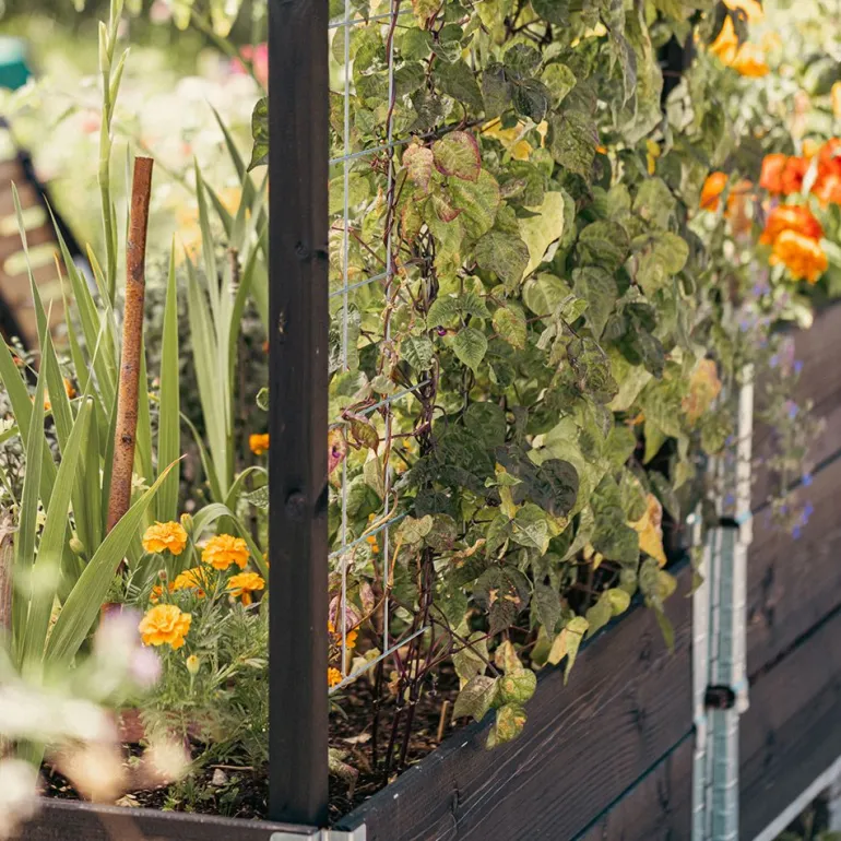 Treillis pour carré potager Gardenbox