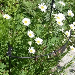 Tuteur à plantes demi-cercle en acier fleur de lys (60 cm)