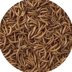 Vers de farine séchés 125 gr